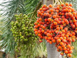 areca nut industry